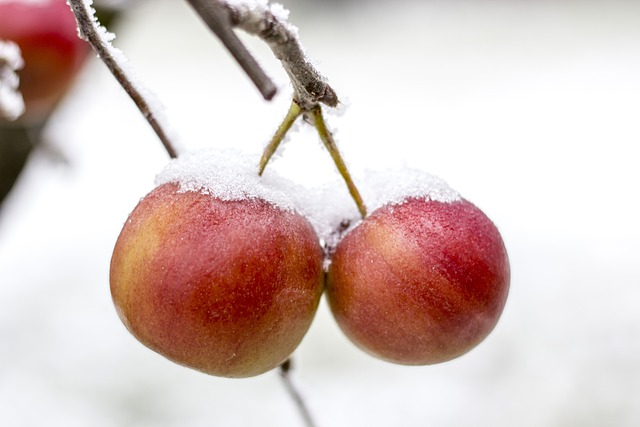 雪をかぶった二つのりんご