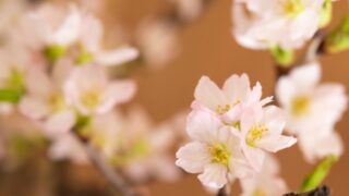 啓翁桜